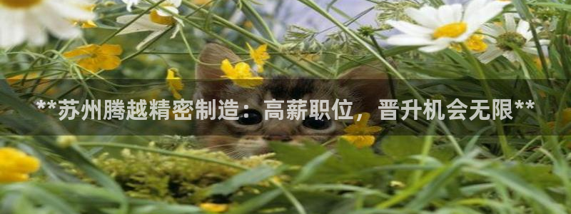 彩神官方邀请码是多少